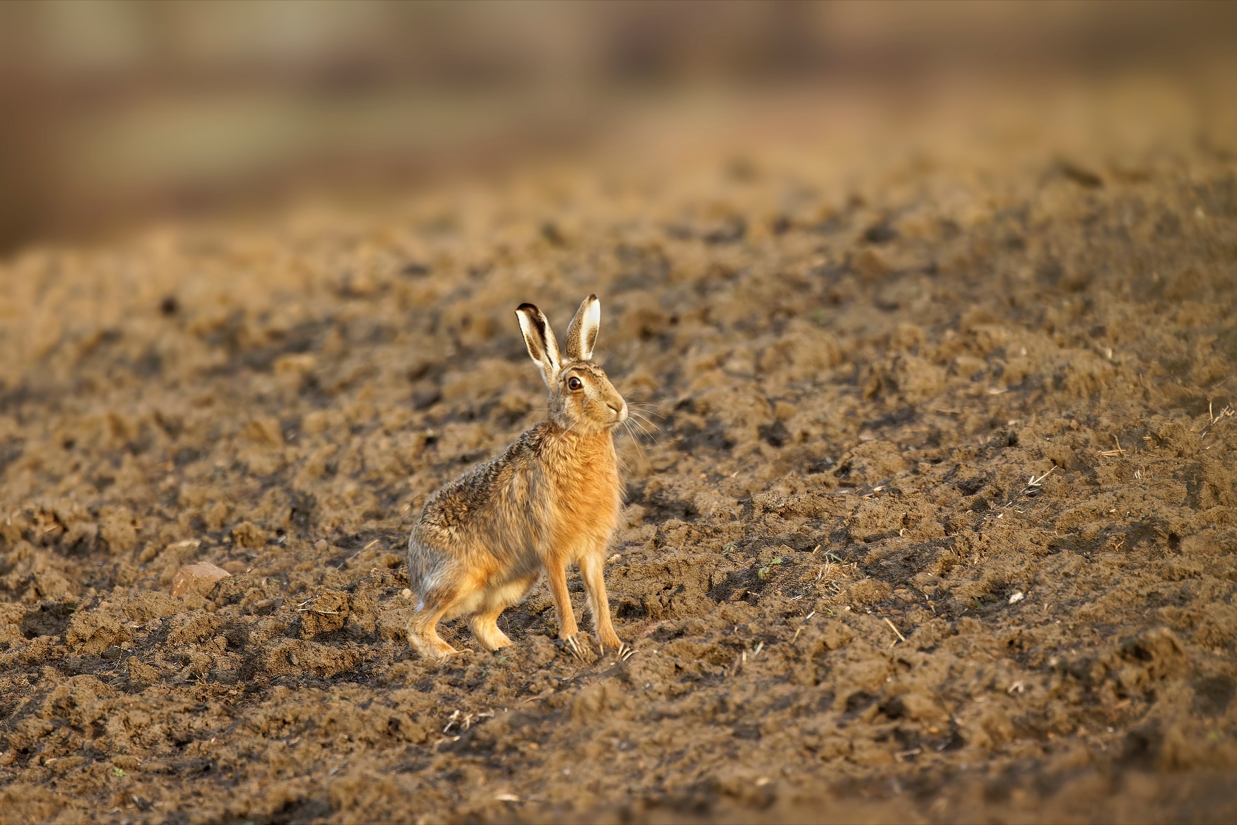 Brown Hare