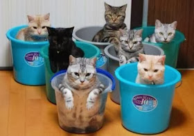 Funny cats - part 84 (40 pics + 10 gifs), cats sit in buckets