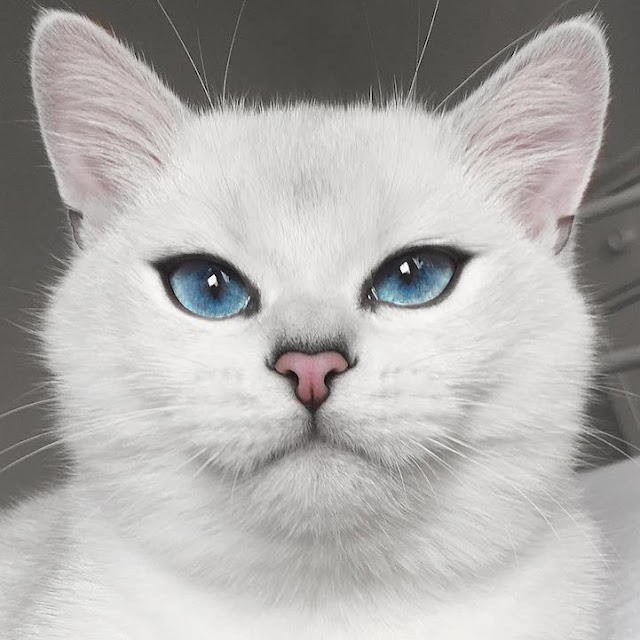 Esse Gato com lindos olhos azuis esta cativando milhares de pessoas na Internet