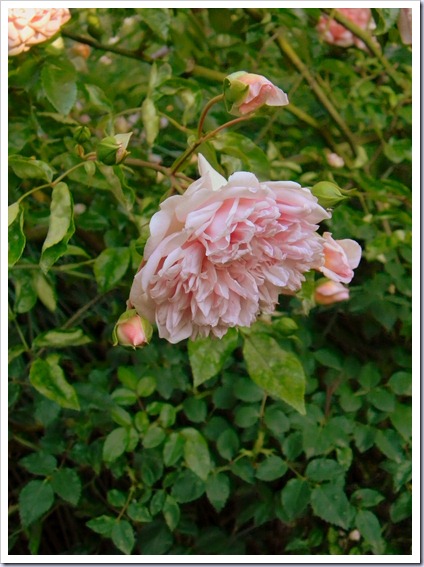 DSCN3518