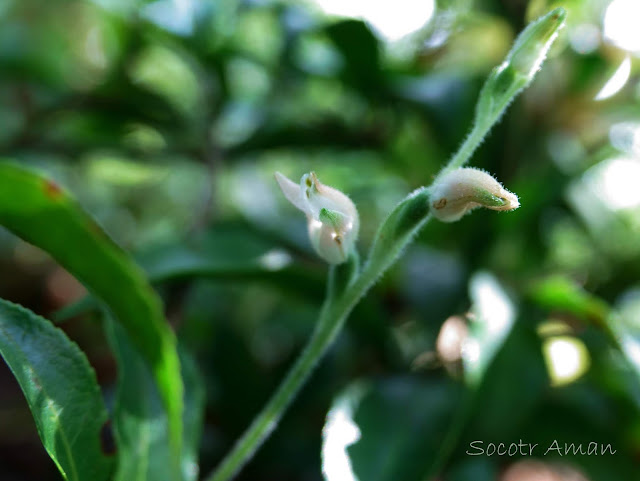 Goodyera schlechtendaliana