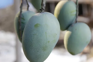 aam khane ke fayde ,benefit or mango,langda aam