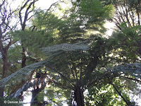 Silver tree fern top - Christchurch Botanic Gardens, New Zealand