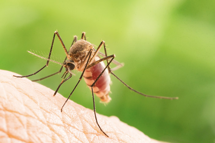 Kenapa Nyamuk Menghisap Darah Ini Fakta dan Penjelasan Ilmiahnya