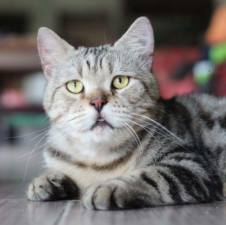 Kucing Nakal