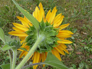 Tournesol - Grand soleil - Hélianthe annuel - Helianthus annus