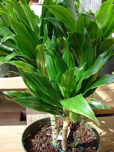 Dracaena fragrans