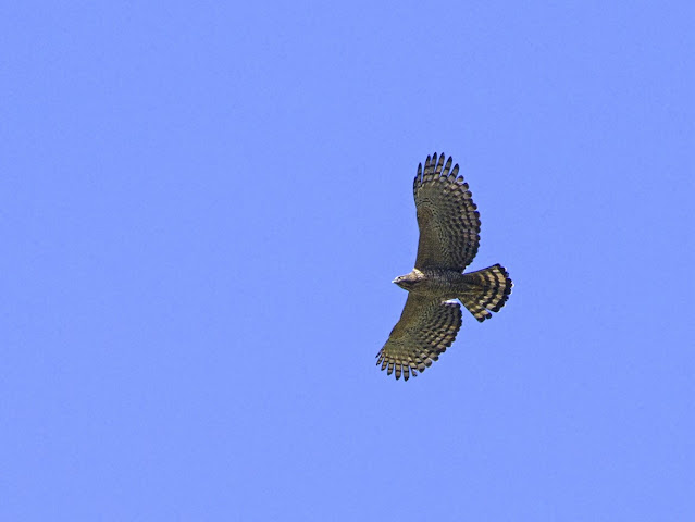 Mountain Hawk Eagle