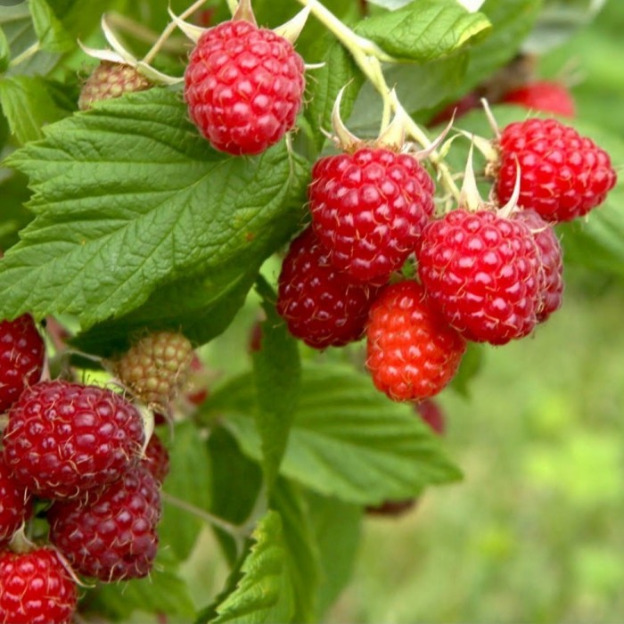 bibit raspberry merah Depok