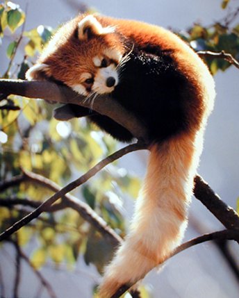 Red Panda