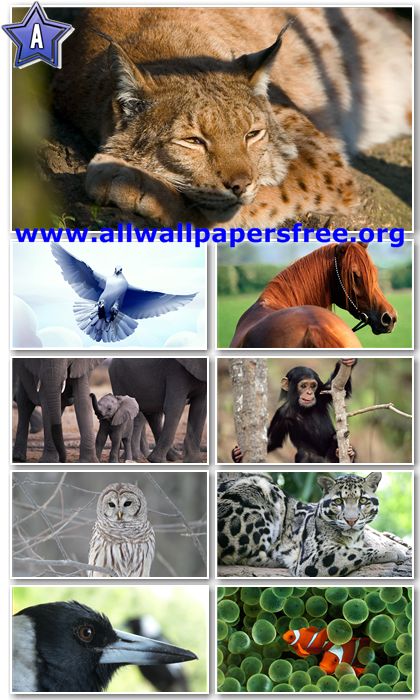 40 Amazing Animals Wallpapers Full HD 1080p [Set 6]