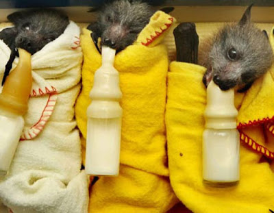 Blankets And Baby Bats Seen On www.coolpicturegallery.us