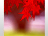  | 秋の紅葉の写真・イラスト素材