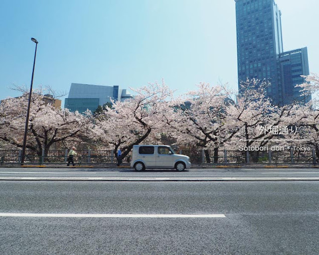 外堀通りの桜並木