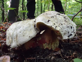 grzyby 2017, niejadalne borowiki, borowik szatański, szatan