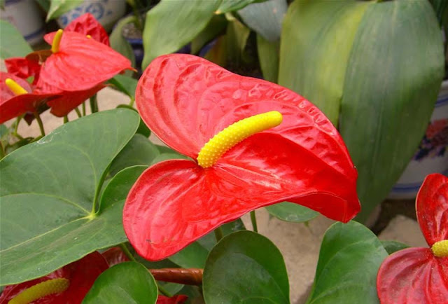 Flamingo Flowers Pictures