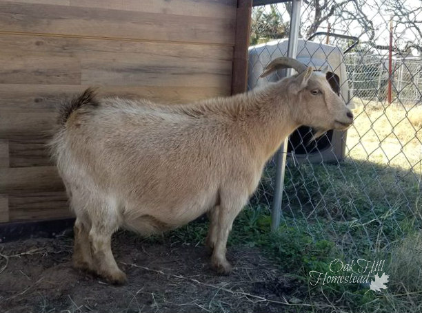 A blond miniature goat with horns