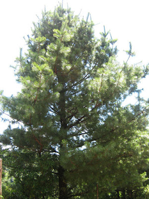 Pinus ayacahuite - Mexican white pine care and cultivation