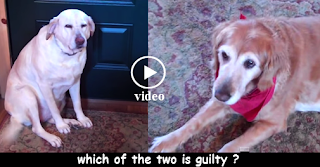 Guilty Dog - Funny Videos