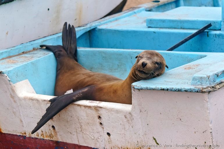 Seelöwe auf Boot, Galapagos