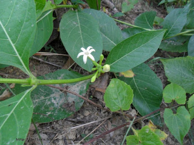  Indian mulberry - Morinda citrifolia