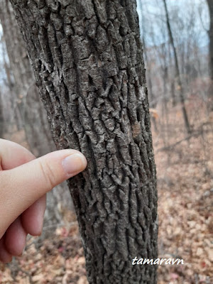 Бархат амурский (Phellodendron amurense)