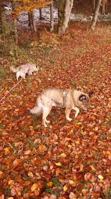 Hunde im Wald