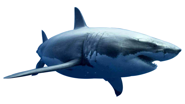 Shark Transparent PNG