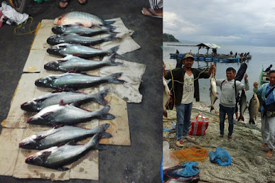 Racikan Umpan Mancing Ikan Patin Terbukti Ampuh dan Srike Banyak