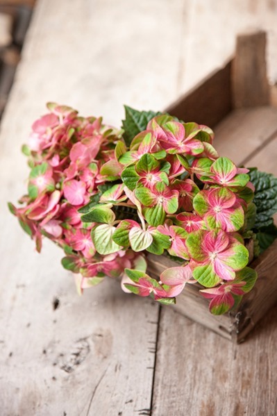 tuinhortensia-1