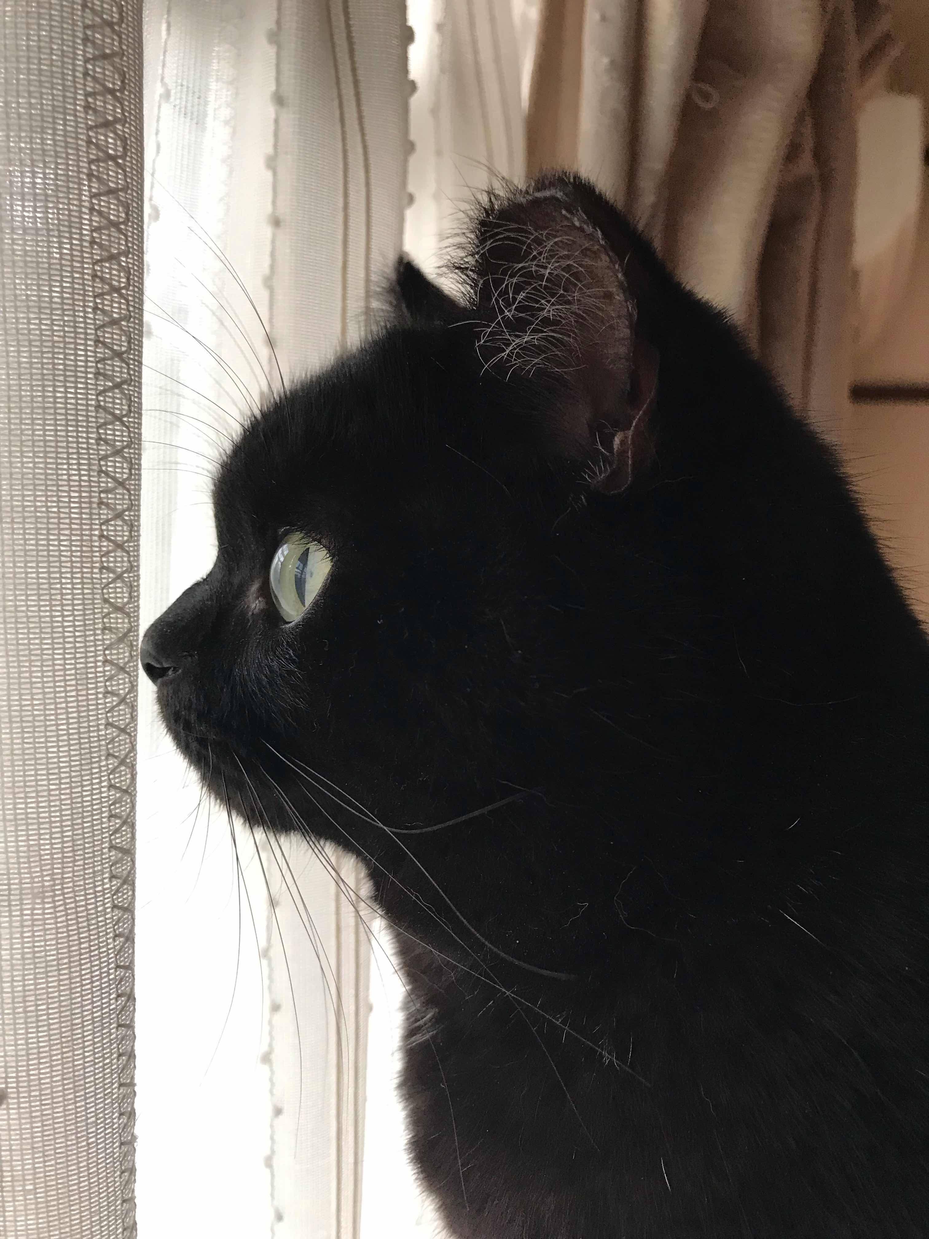 黒猫ベーグル 横顔