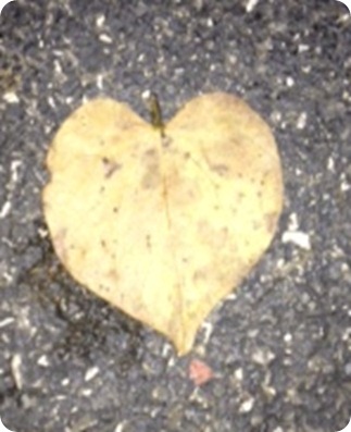 love leaf