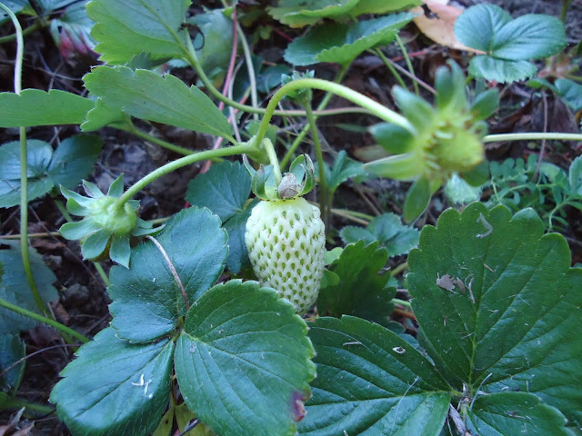 organic strawberries