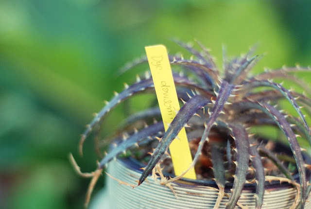 สับปะรดสี Dyckia dawsonii  