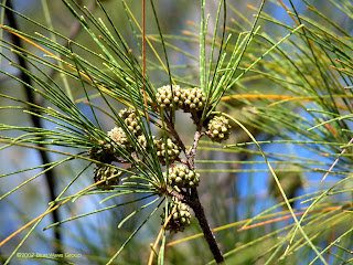 These pine trees can be found