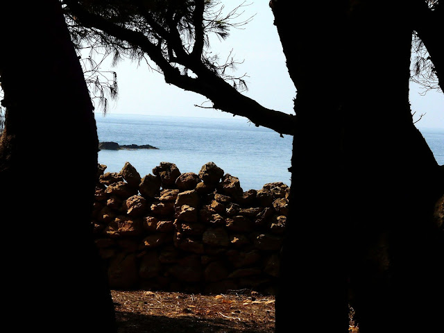 Cala rotonda pineta Favignana