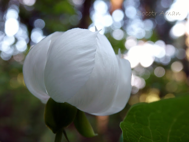 Paeonia japonica