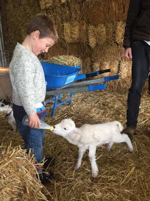 Pentland Alpaca Stud and Animal Farm