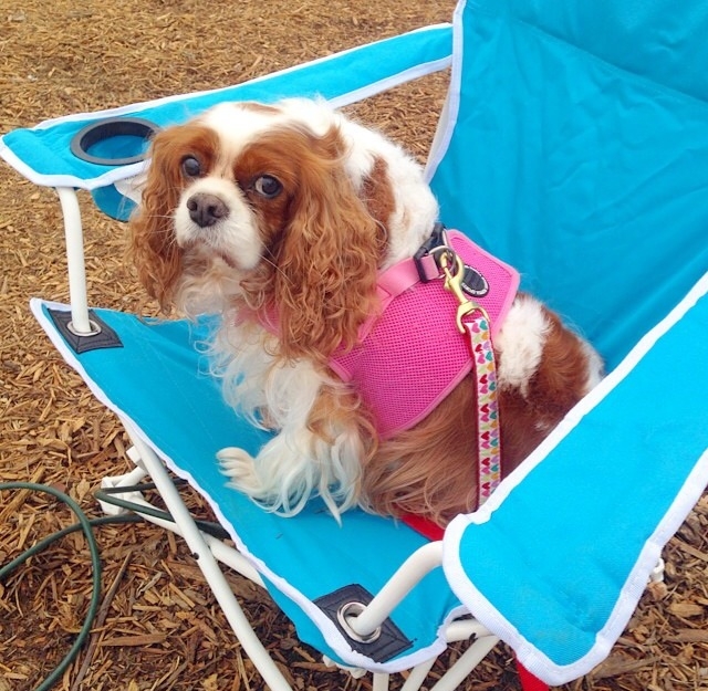 Blenheim Cavalier King Charles Spaniel in lounge chair