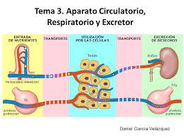 ¡SEGUIMOS CON LA NUTRICIÓN! APARATO RESPIRATORIO Y EXCRETOR