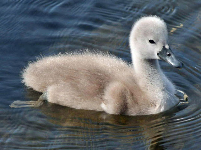 Swans Birds Pictures