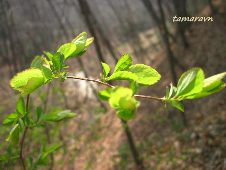 Смотрите также тему:  Спирея уссурийская / Таволга уссурийская (Spiraea ussuriensis)