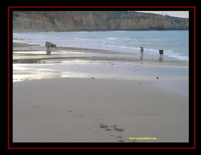 pastor australiano e golden retriever na praia