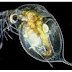 CARA KULTUR DAPHNIA Sp 