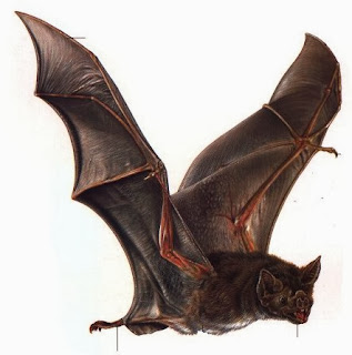 Bat .