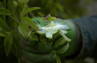 A honeysuckle flower