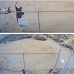 Disturbing Footage Shows Heartless California Man Tossing Pitbull Over Razor Wire Fence