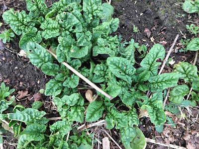 2021 winter garden - spinach