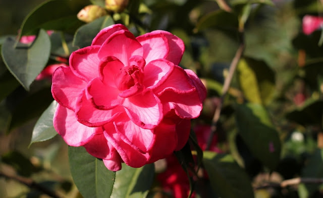 Camellia Flowers Pictures