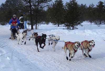 Dog Sled